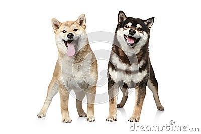 Two Shiba inu dogs Stock Photo