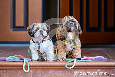 Dogs with leash waiting to go walkies near a door. Stock Photo