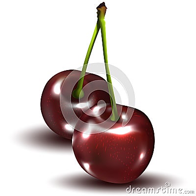 Two Connected Realistic Ripe Cherries Isolated on White Background Vector Illustration