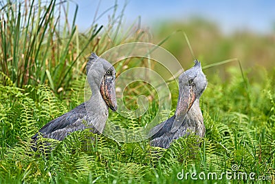 Two Shoebill, Balaeniceps rex, hidden in green vegetation. Portrait of big beaked bird, Mabamba swamp. Birdwatching in Africa. Stock Photo