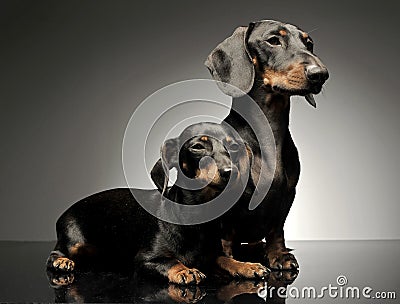 Two shor hair dachshund lying in a dark studio Stock Photo