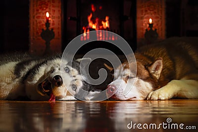 Two Siberian huskies are resting by warm fireplace with burning logs. Logs fire burns brightly in the old tiled fireplace. Stock Photo