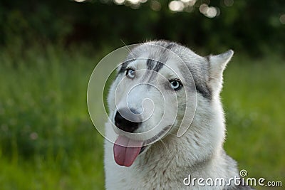 Two Siberian Husky dogs looks around. Husky dogs has black and white coat color. Snowy white background. Close up Stock Photo