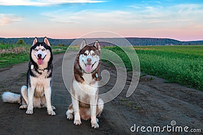 Two Siberian husky dogs sit on a dirt road in the middle of the green fields. Evening landscape with cute pets. Stock Photo