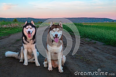 Two Siberian husky dogs sit on a dirt road in the middle of the green fields. For life design. Copy space. Stock Photo