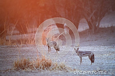 Two Side-striped jackals, Canis adustus, pair of canids native to Africa Stock Photo