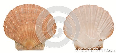 Two sides of a scallop shell Stock Photo