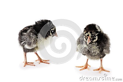 Two Silver Laced Wyandotte Chicks Stock Photo