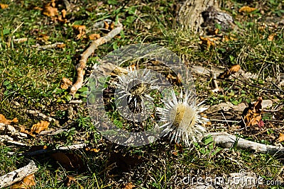 Two silver thistles blooming on mountain Stock Photo