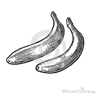 Two single banana. Vector black hand drawn vintage engraving Illustration for menu, web and label. Vector Illustration