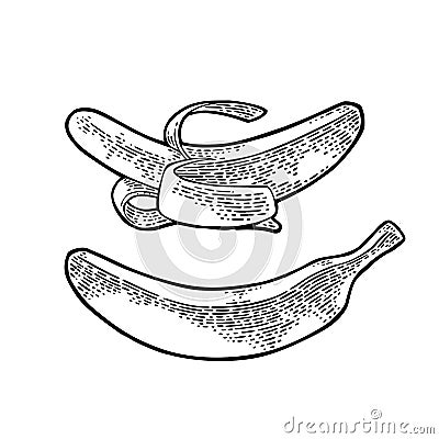 Two single banana. Vector black hand drawn vintage engraving Illustration for menu, web and label. Vector Illustration
