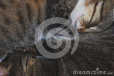 Two sleeping cats Stock Photo