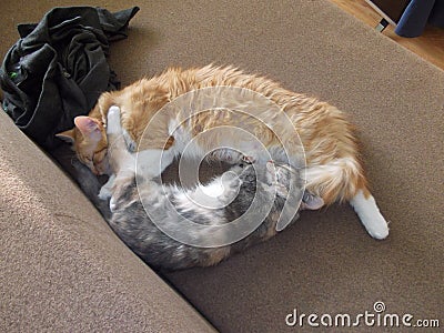 Two sleeping cats on the couch Stock Photo