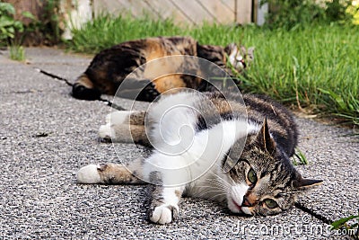 Two sleeping cats Stock Photo