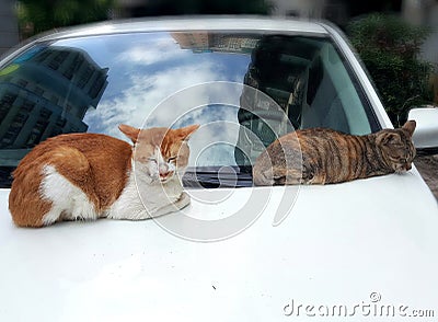 Two Sleeping Cats Stock Photo