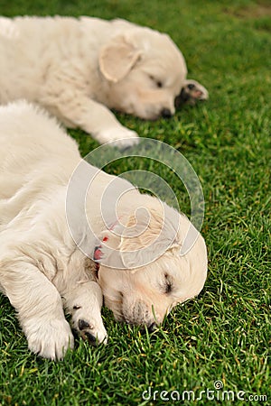 Two sleeping golden retriever puppies Stock Photo