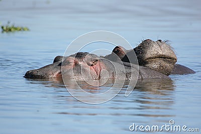 Two sleeping hippos Stock Photo