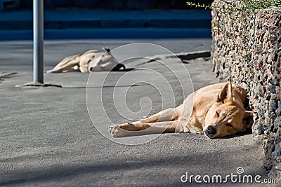 Two sleeping homeless dogs Stock Photo