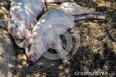 Two sleeping pigs Stock Photo