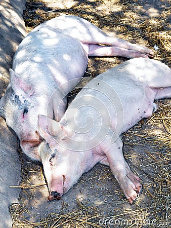 Two sleeping pigs Stock Photo