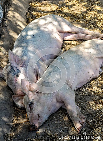 Two sleeping pigs Stock Photo