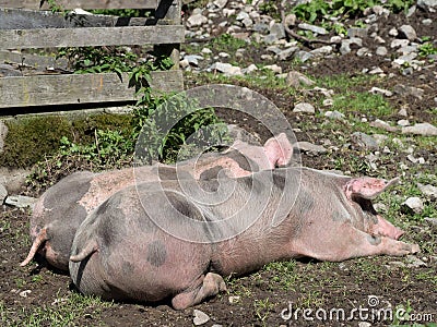 Two sleeping pigs in a pasture Stock Photo