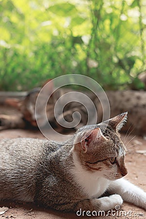 Two sleepy barn kittens lazing around on a warm afternoon Stock Photo