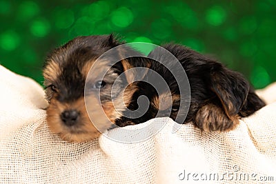 Two sleepy yorkshire terrier dogs resting in their bed Stock Photo