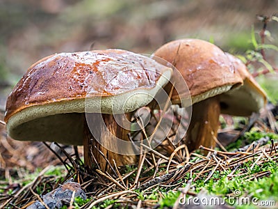 Two slippery jack mushrooms Stock Photo