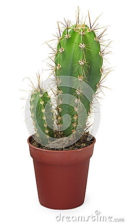 Two small cactus in pot Stock Photo