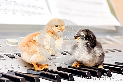 Two small chicks on the piano keys. Performing a musical play with a duet_ Stock Photo