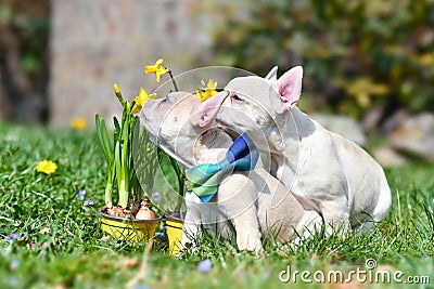 Two small cream colored French Bulldog dog puppies next to yellow daffodil spring flowers Stock Photo