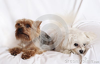 Two Small Dogs Stock Photo