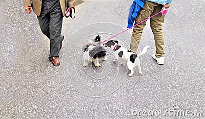 Two small dogs FUNNY walk Stock Photo