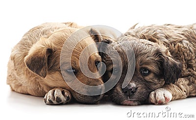 Two small dogs Stock Photo