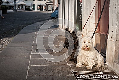 Two small dogs waiting on a pavement Stock Photo