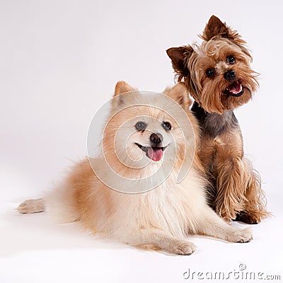 Two small dogs on a white background. Yorkshire Terrier and Spit Stock Photo