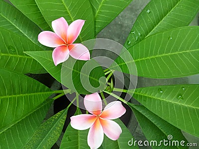 Two small frangipanis Stock Photo