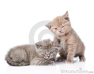 Two small funny kittens. on white background Stock Photo