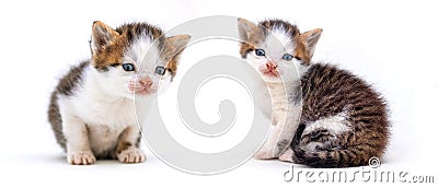 Two small gentle kittens on a white isolated background Stock Photo
