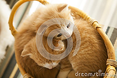 Two small ginger kitten in the basket in home Stock Photo