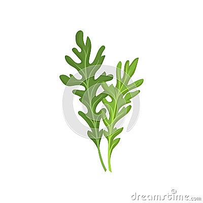 Two small green rocket leaves. Fresh arugula. Natural ingredient. Culinary herb. Flat vector design Vector Illustration