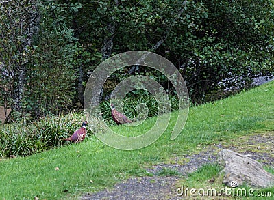 Two Scottish Grouse at side of road Stock Photo