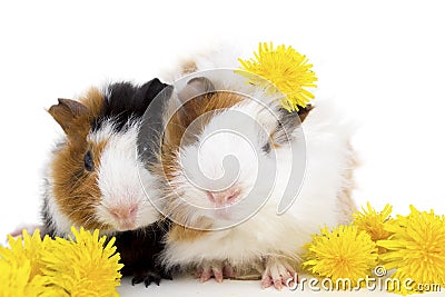 Two small guinea pigs and yellow flowers. Stock Photo