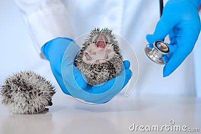 Two small hedgehogs in the hands of a veterinarian in blue gloves .hedgehog health. Medicine for animals.Hedgehogs on Stock Photo