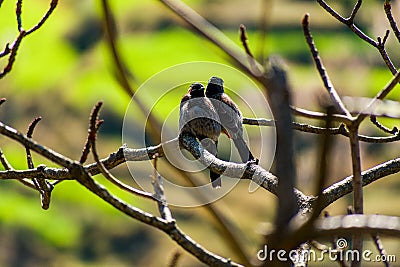 Two Small indian birds are sitting on the branch of a tree with selective focus Stock Photo