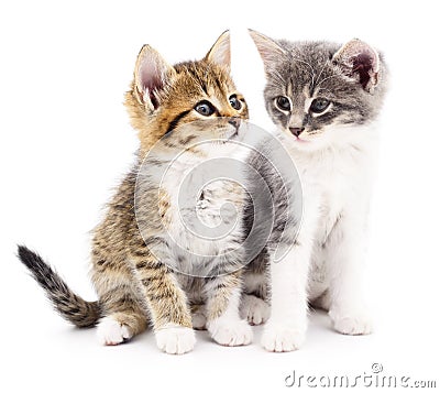 Two small kittens Stock Photo