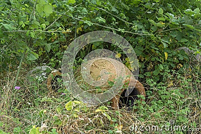 Two small Kvevri or Qvevri in the grass and bushes. Kvevri are earthenware vessels used for the fermentation, storage and ageing Stock Photo