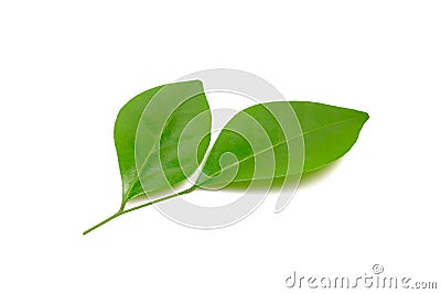 Leaves of Orang Jessamine tree Stock Photo