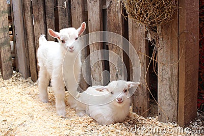 Two small newborn white baby goats an animal on the farm Stock Photo